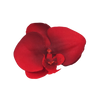 Lana Orchid Clip